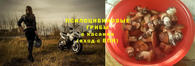 hydra   Кимовск  Псилоцибиновые грибы Psilocybe 